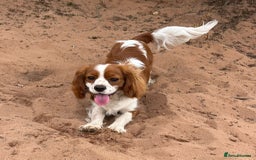 Cavapoo dogs for sale: 🌟F1 Cavapoo puppies Extensively health tested🌟  - Advert 8