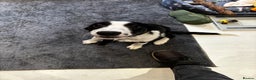 Sprollie dogs for sale: Freddie - Border collie x Sprollie - Advert 2