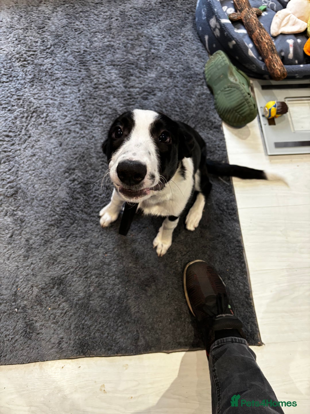 Sprollie dogs for sale: Freddie - Border collie x Sprollie - Advert 2
