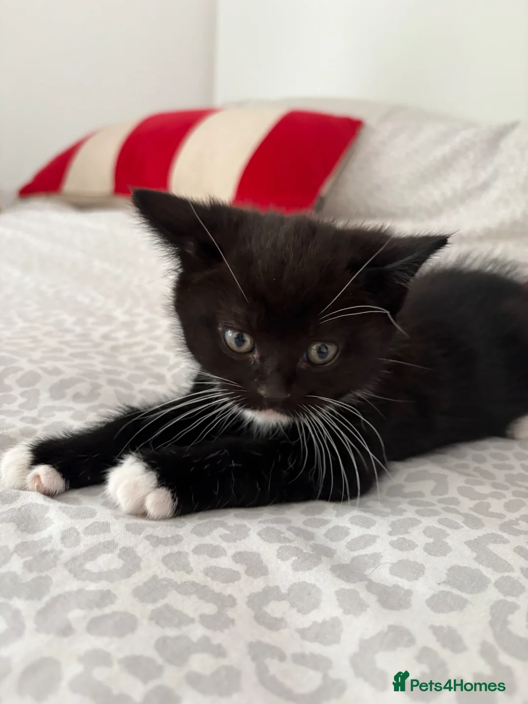 British Shorthair cats for sale: 2 British shorthair mixed kittens. - Advert 2