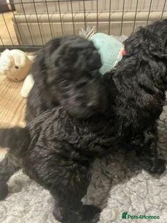 Labradoodle dogs F3 miniature labradoodle puppies - Advert 2