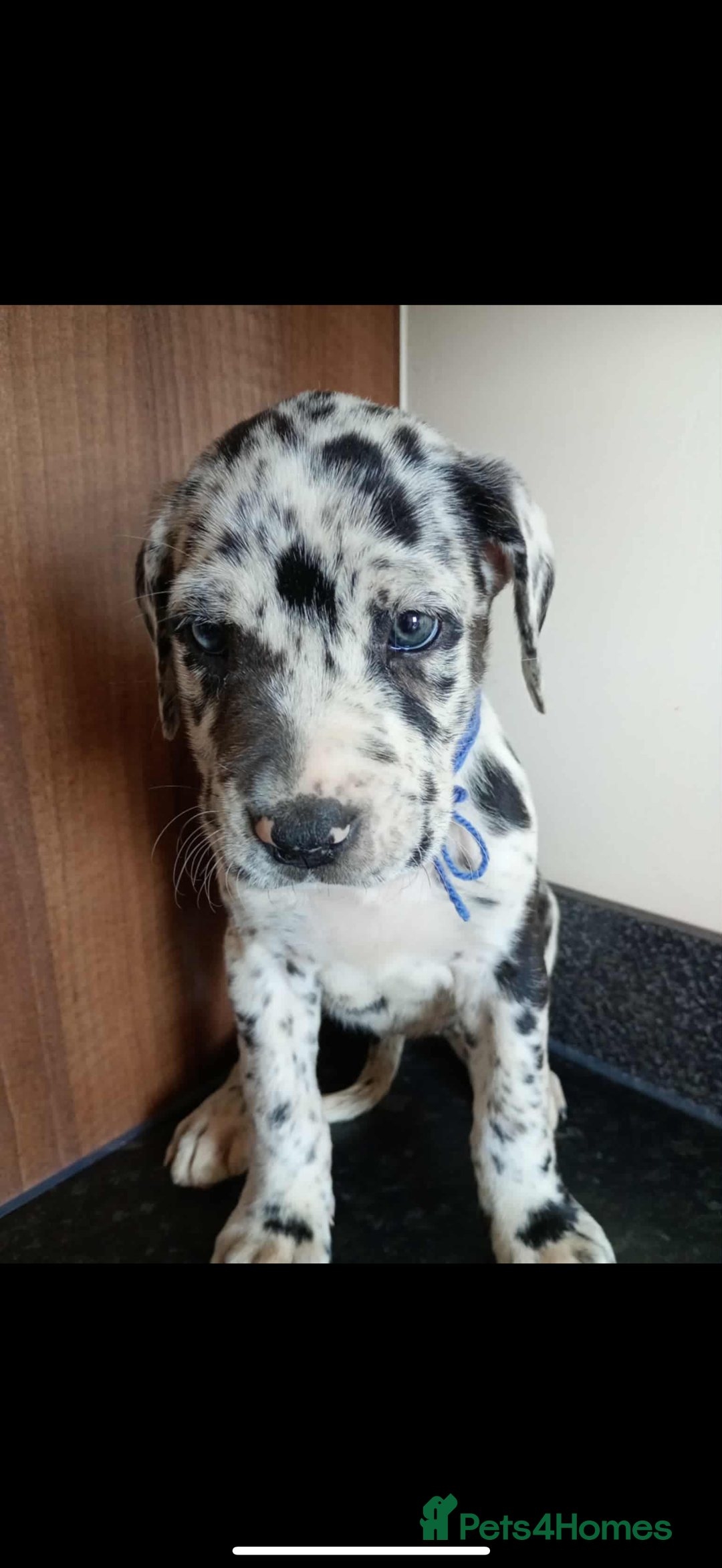 Mixed Breed dogs for sale: Great dane X Cane corso  - Image 17