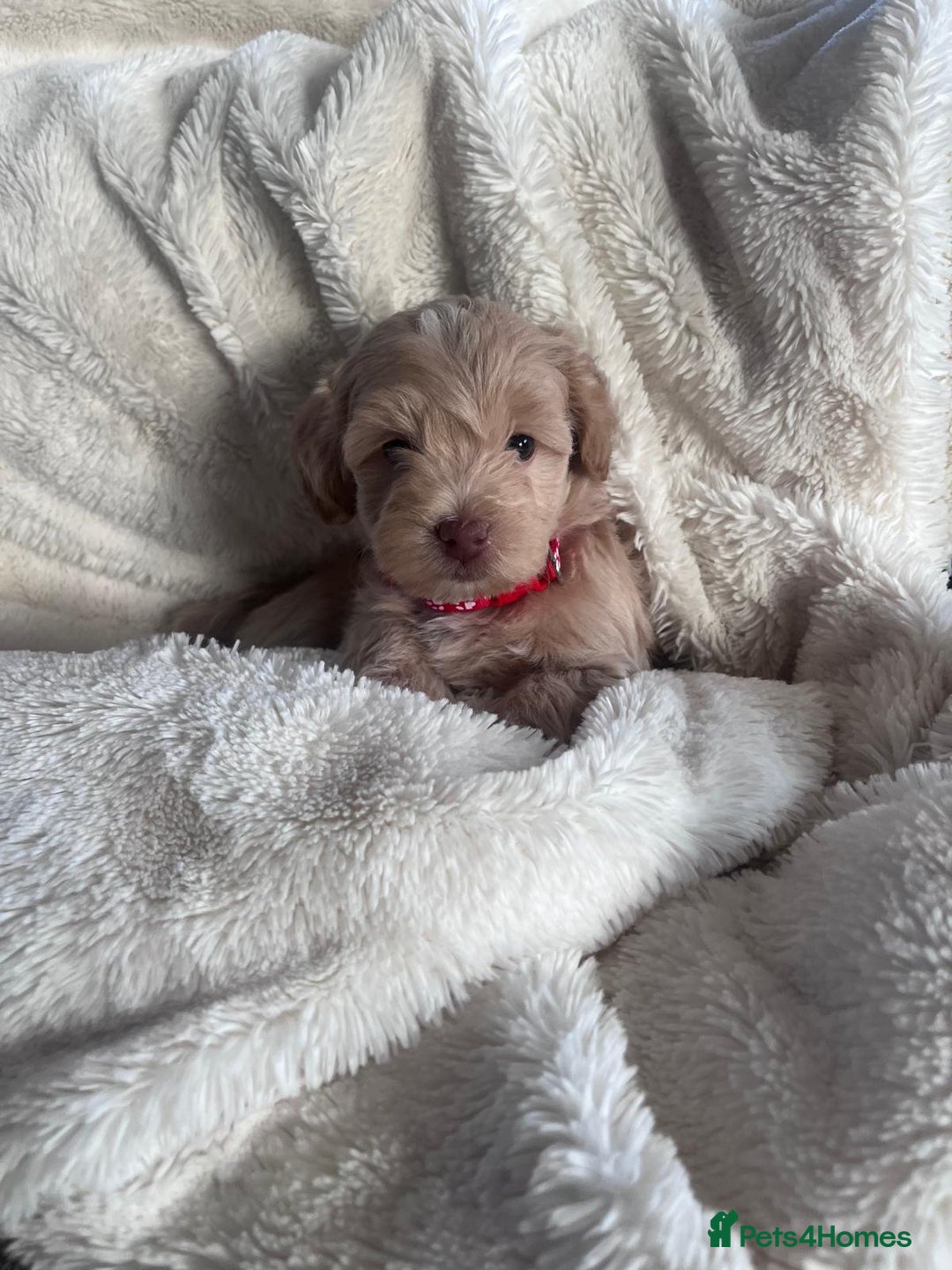 Maltipoo dogs for sale: Toy Maltipoo Puppies - Advert 2