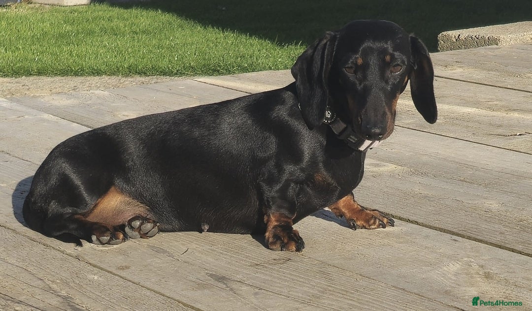 Miniature Dachshund dogs for sale: Miniature dachshund female - Image 11