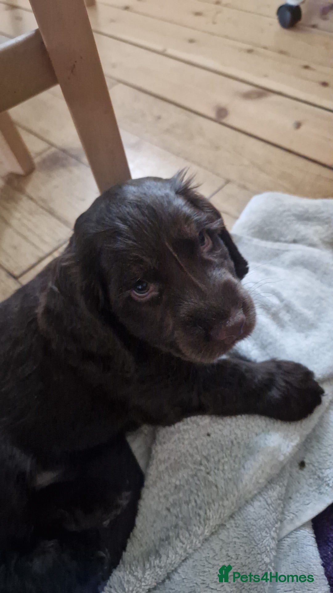Cocker Spaniel dogs for sale: KC REG CHUNKY GORGEOUS COCKER PUPS - Advert 2