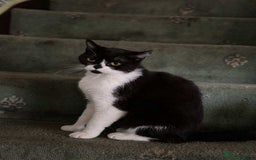 British Shorthair cats for sale: ritish Shorthair Active Breeding Queen (GCCF) - Image 1