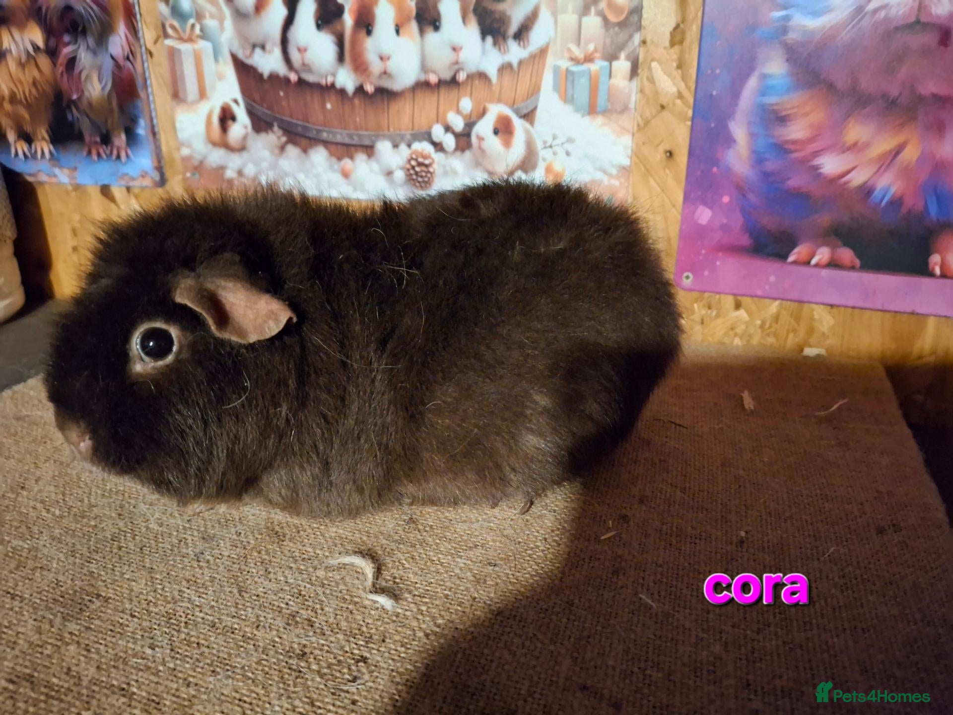 Guinea Pig rodents for sale: Lunkarya  - Advert 2