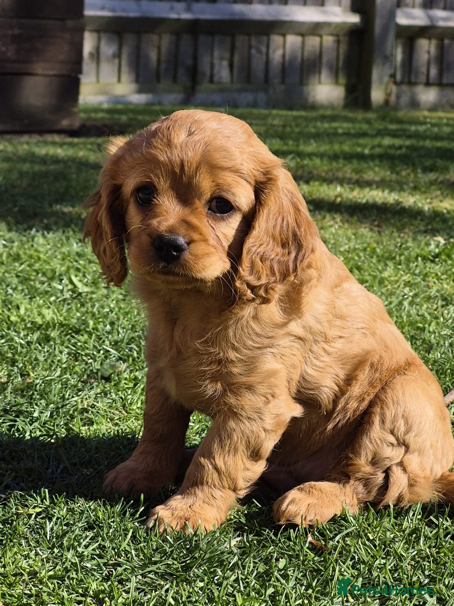 Cavapoo dogs Stunning full ruby cavapoo - Advert 20