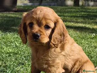 Cavapoo dogs Stunning full ruby cavapoo - Advert 20