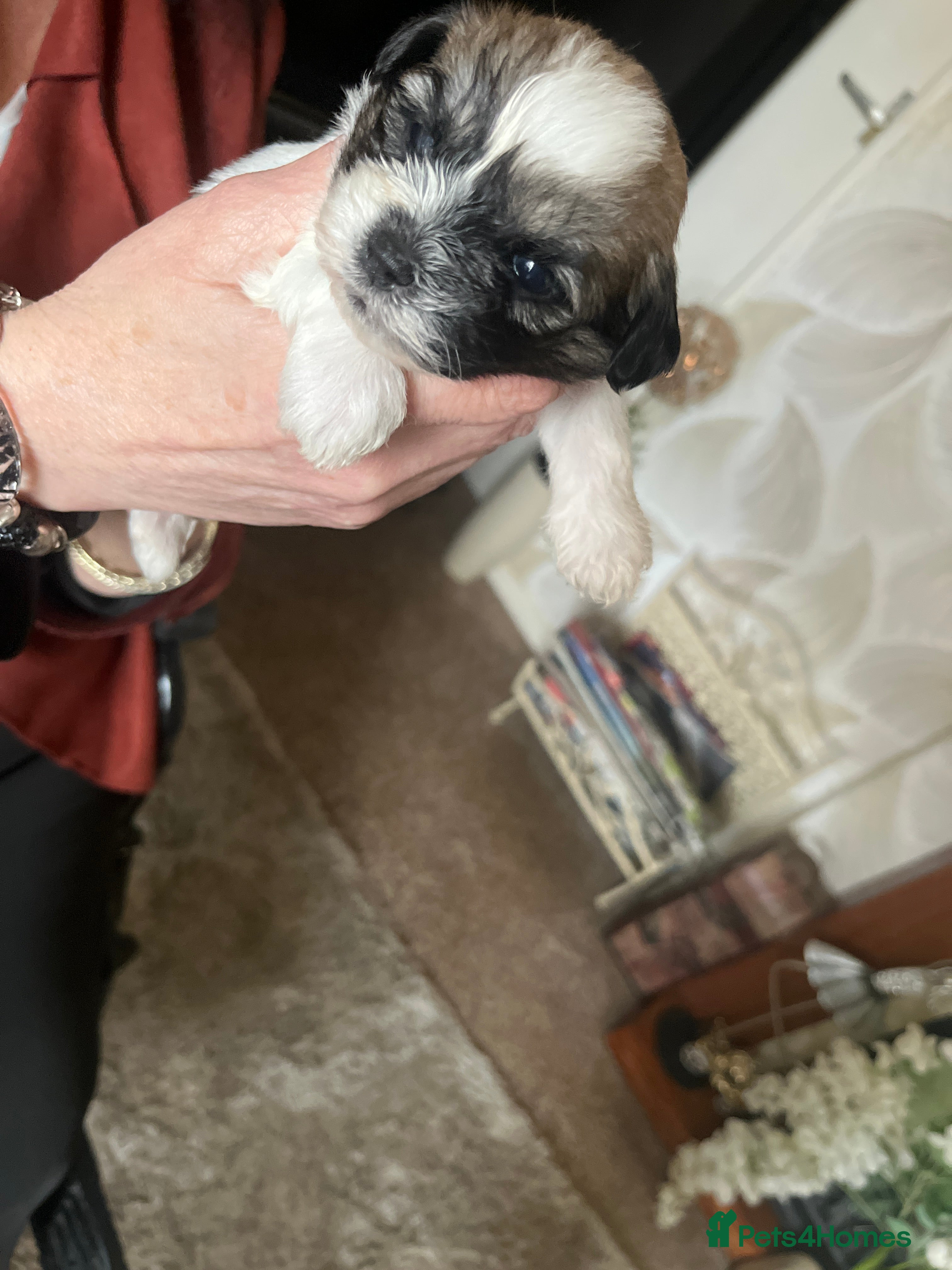 Zuchon dogs Bichon frise cross Shih Tzu  - Advert 11