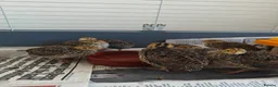 Quail poultry for sale: Young unsexed cortunix quails for sale in Leicester - Advert 5