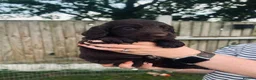 Cocker Spaniel dogs for sale: Stunning Cocker Spaniel puppies  - Advert 17