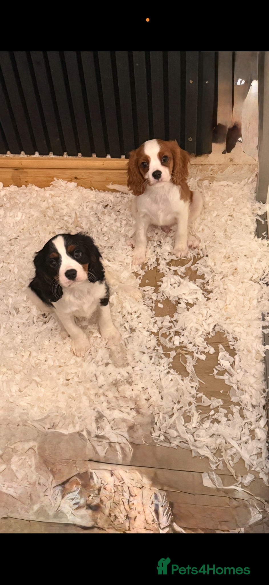 Cavalier King Charles Spaniel dogs 🐶Kc cavalier dna clear puppies 🐶2  boys left - Advert 2