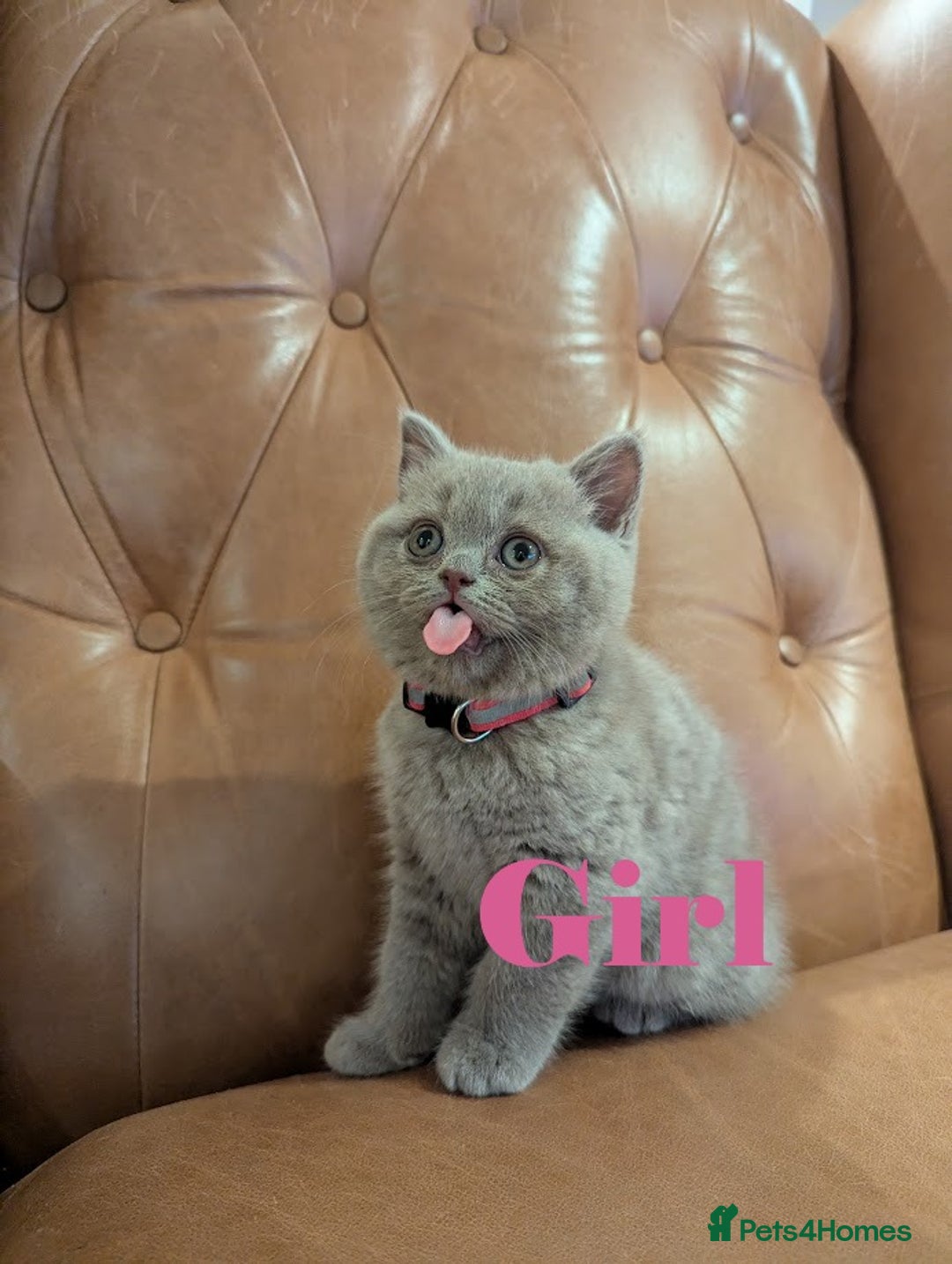 British Shorthair cats for sale: British Shorthair kittens - Advert 11