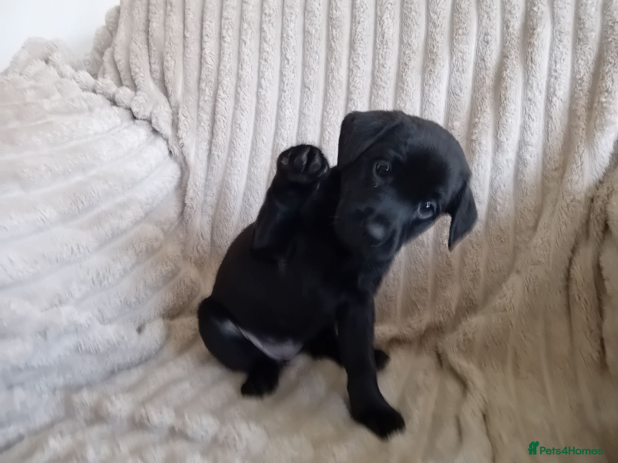 Labrador Retriever dogs Labrador pups for sale black and fox red.  - Advert 6