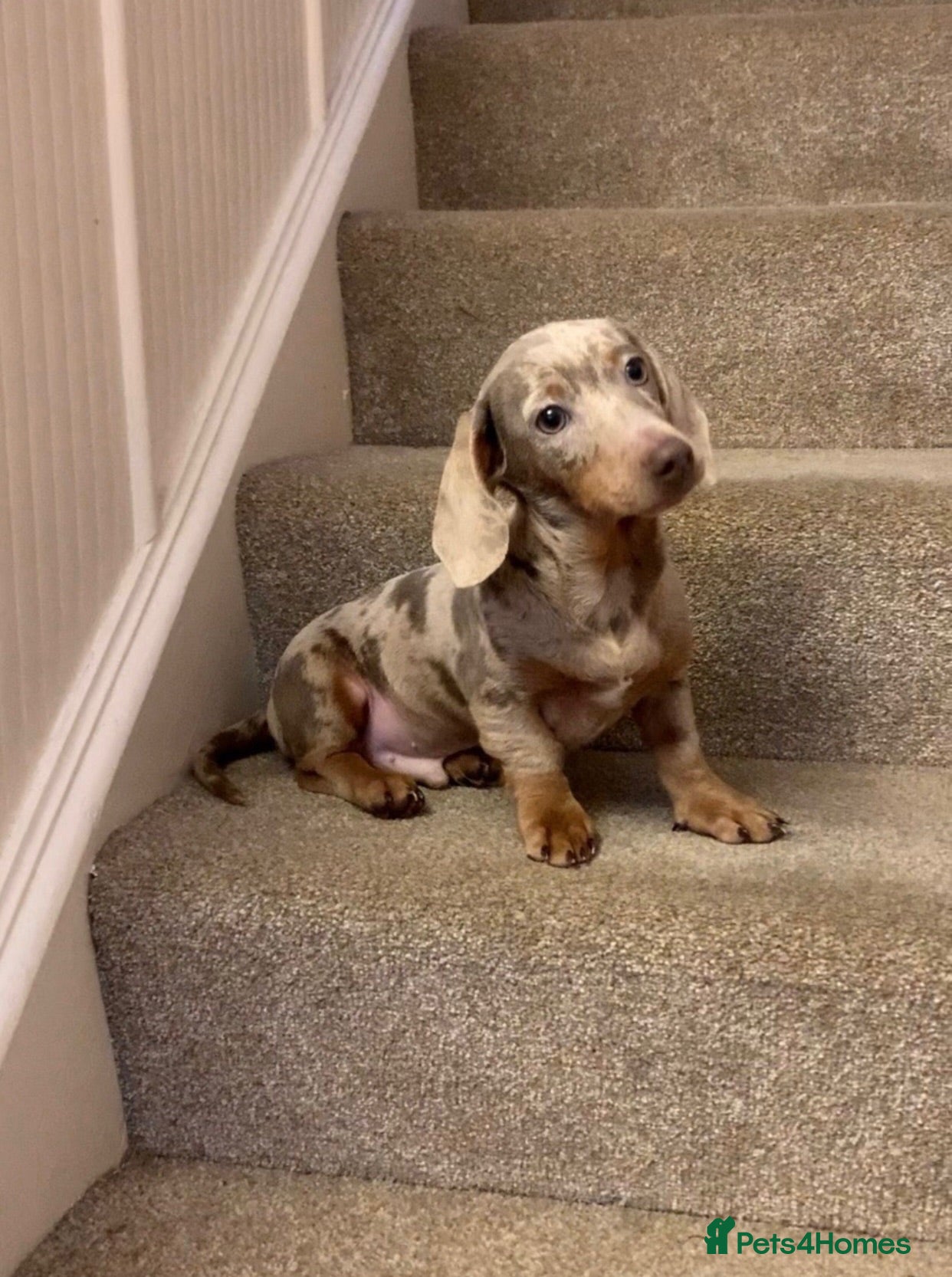 Miniature Dachshund dogs Isabella and cream dapple mini dachshund puppy  - Advert 15