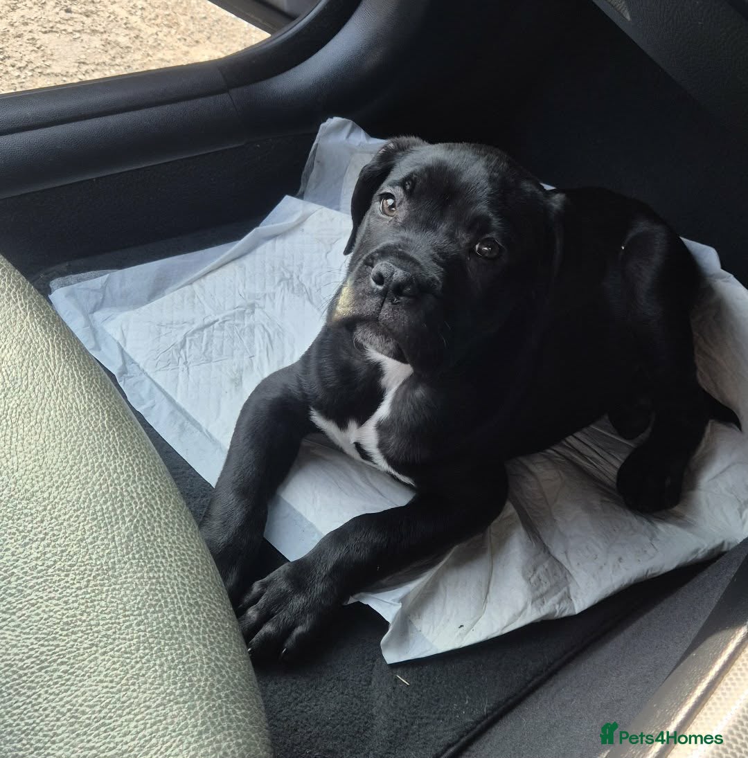 Cane Corso dogs Purebred Cane Corso puppy, Last one left🐾 - Advert 16