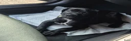 Cane Corso dogs for sale: Purebred Cane Corso puppy, Last one left🐾 - Advert 1