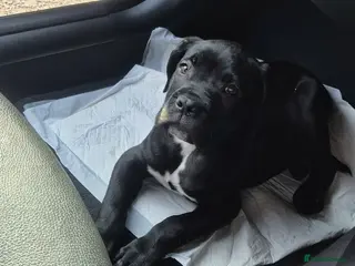 Cane Corso dogs Purebred Cane Corso puppy, Last one left🐾 - Advert 16