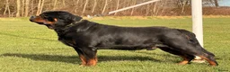 Rottweiler dogs for stud: Top quality health tested kc male German X serbian - Advert 11