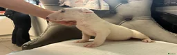 English Bull Terrier dogs for sale: Two beautiful English bull terrier puppies  - Advert 8