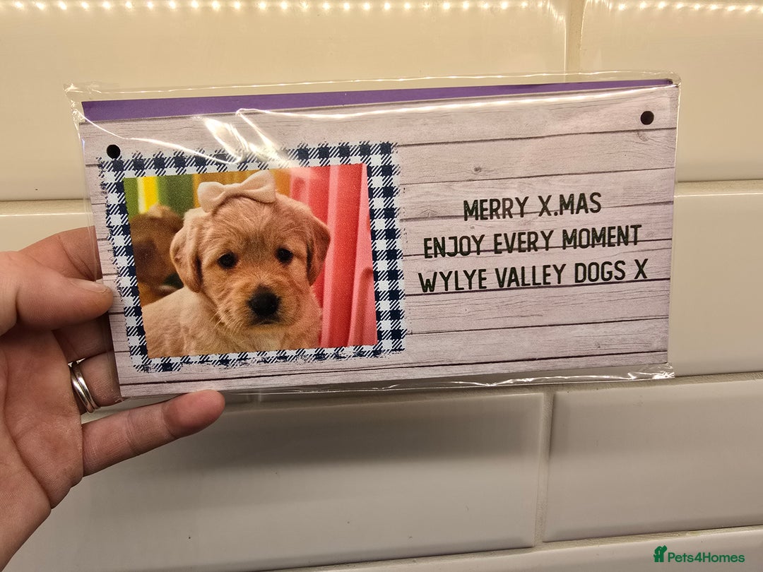 Labradoodle dogs for sale: F1 MINI LABRADOODLES ready to leave 3rd dec  - Advert 32