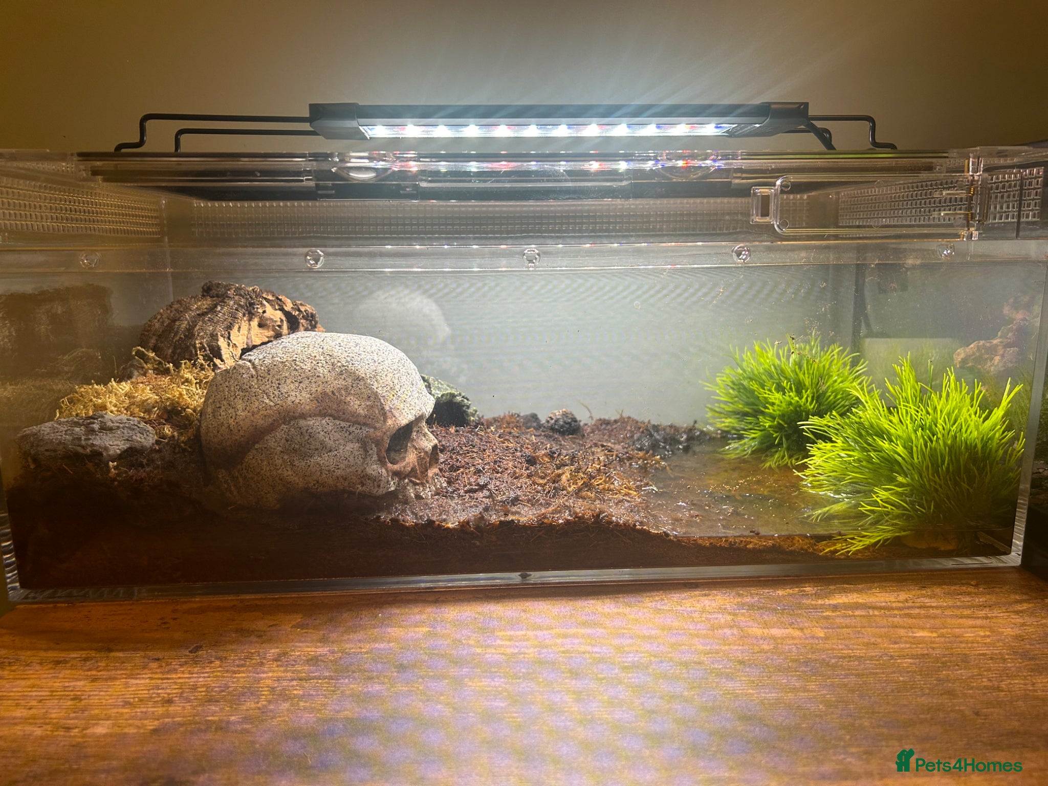 Crabs invertebrates 🦀 3 Vampire Crabs Complete Setup Ready to Go - Advert 8