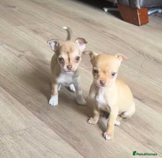 Chihuahua dogs Chihuahua puppies ready next week  - Advert 14