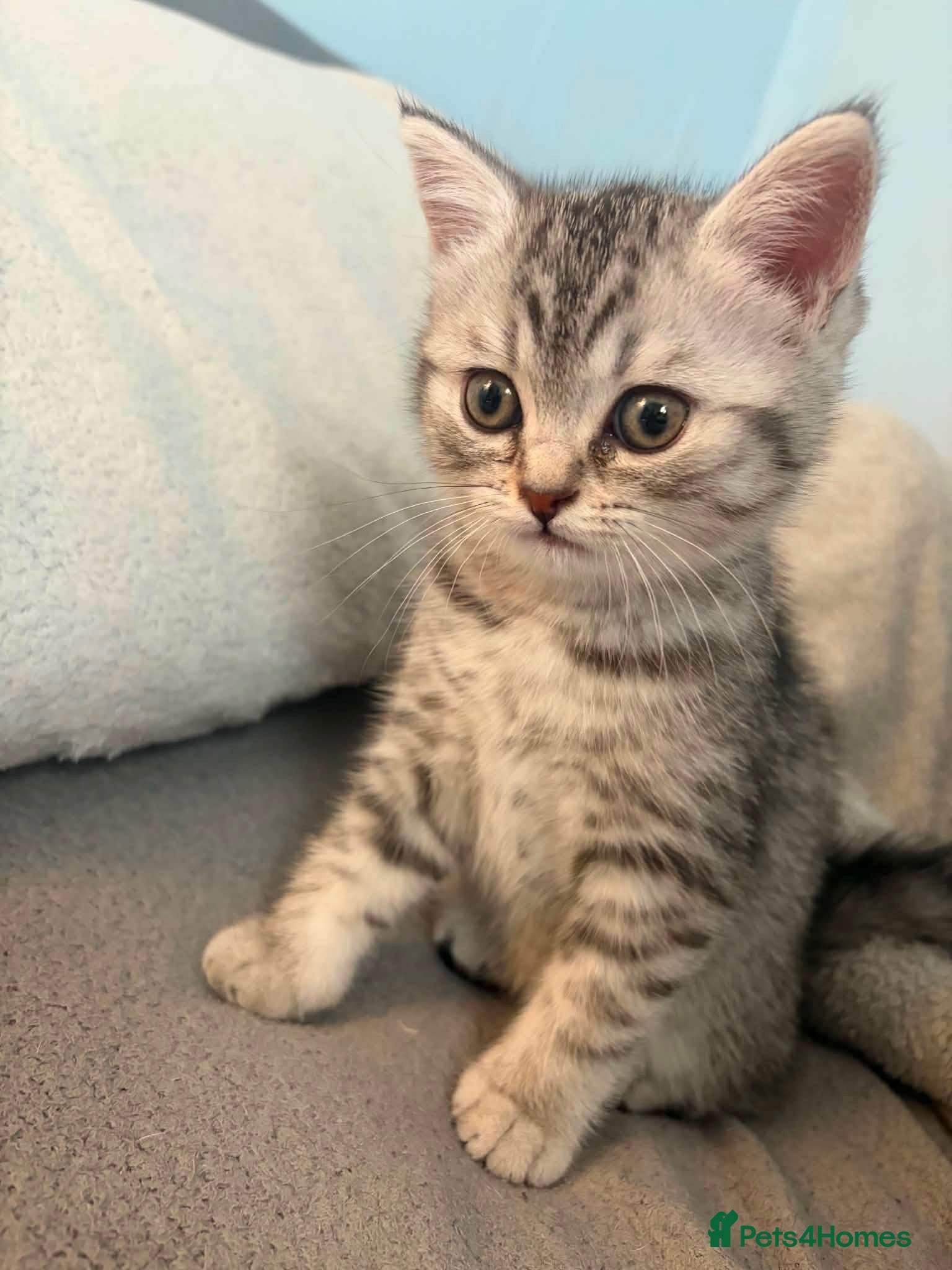 Mixed Breed cats British Shorthair Kitten - Advert 5