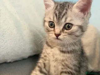 Mixed Breed cats British Shorthair Kitten - Advert 5