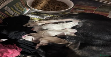Chihuahua dogs - Advert 8