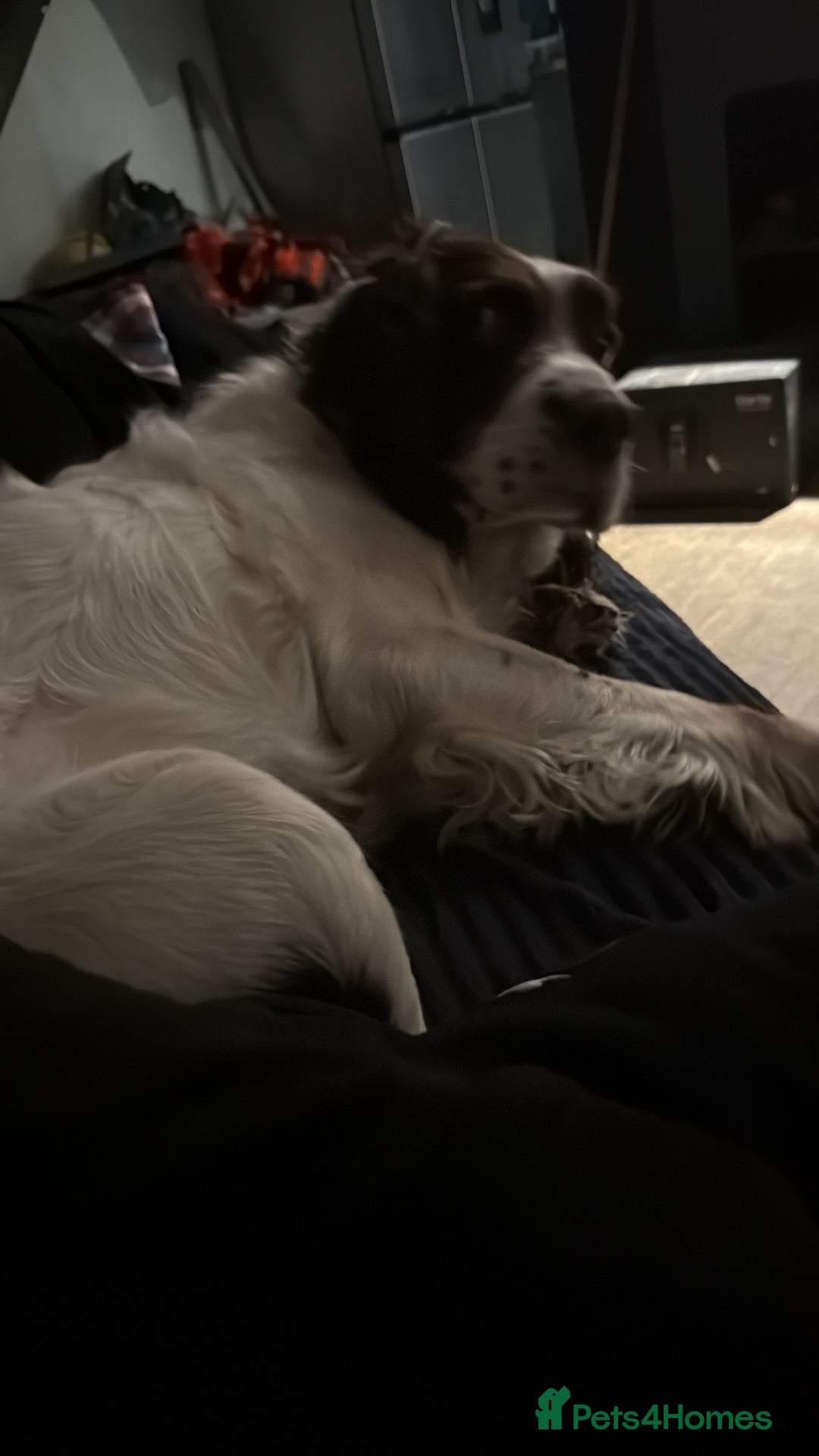 English Springer Spaniel dogs for sale: Charlie needs a new home - Advert 4