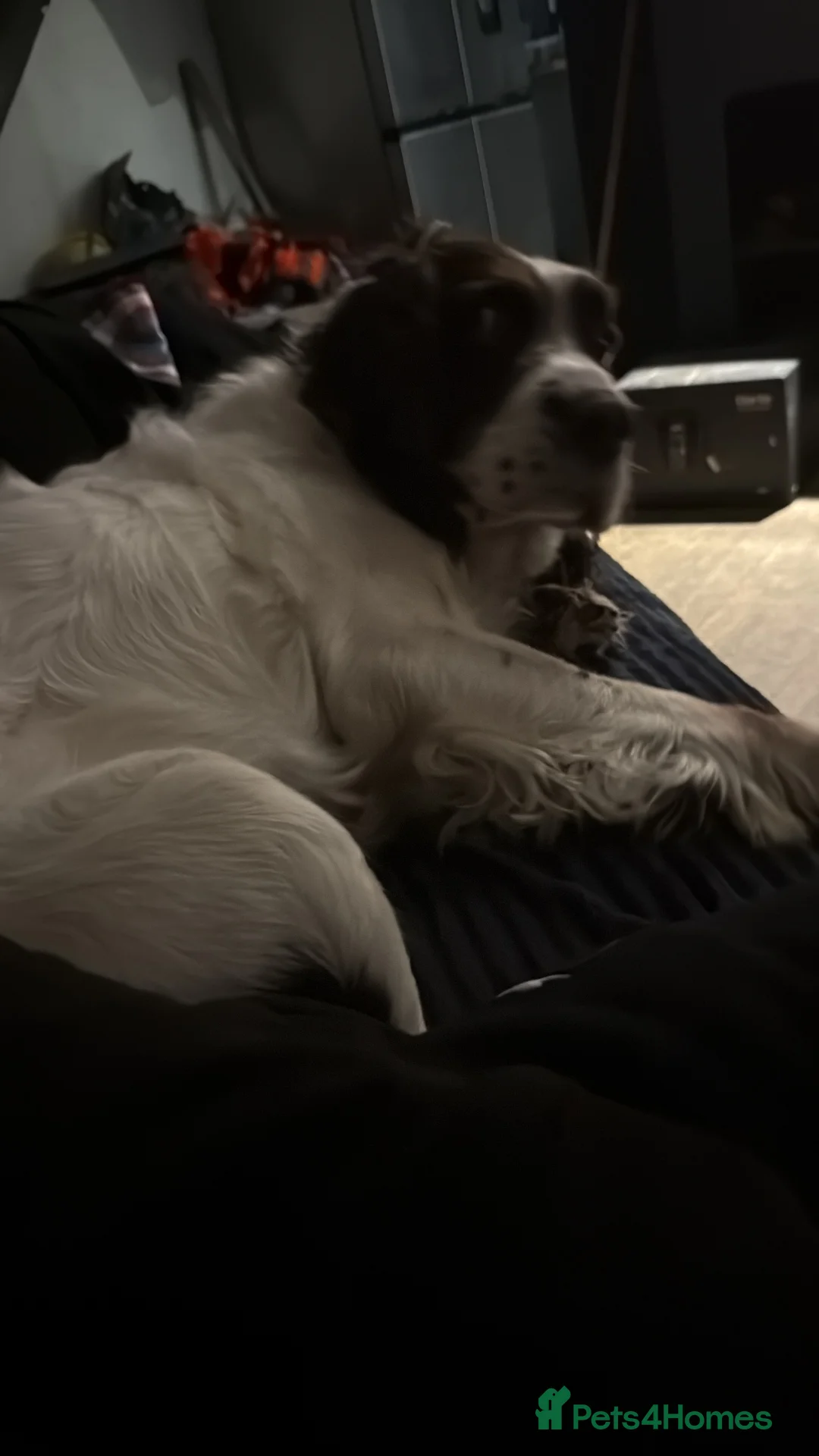 English Springer Spaniel dogs for sale: Charlie needs a new home - Advert 4