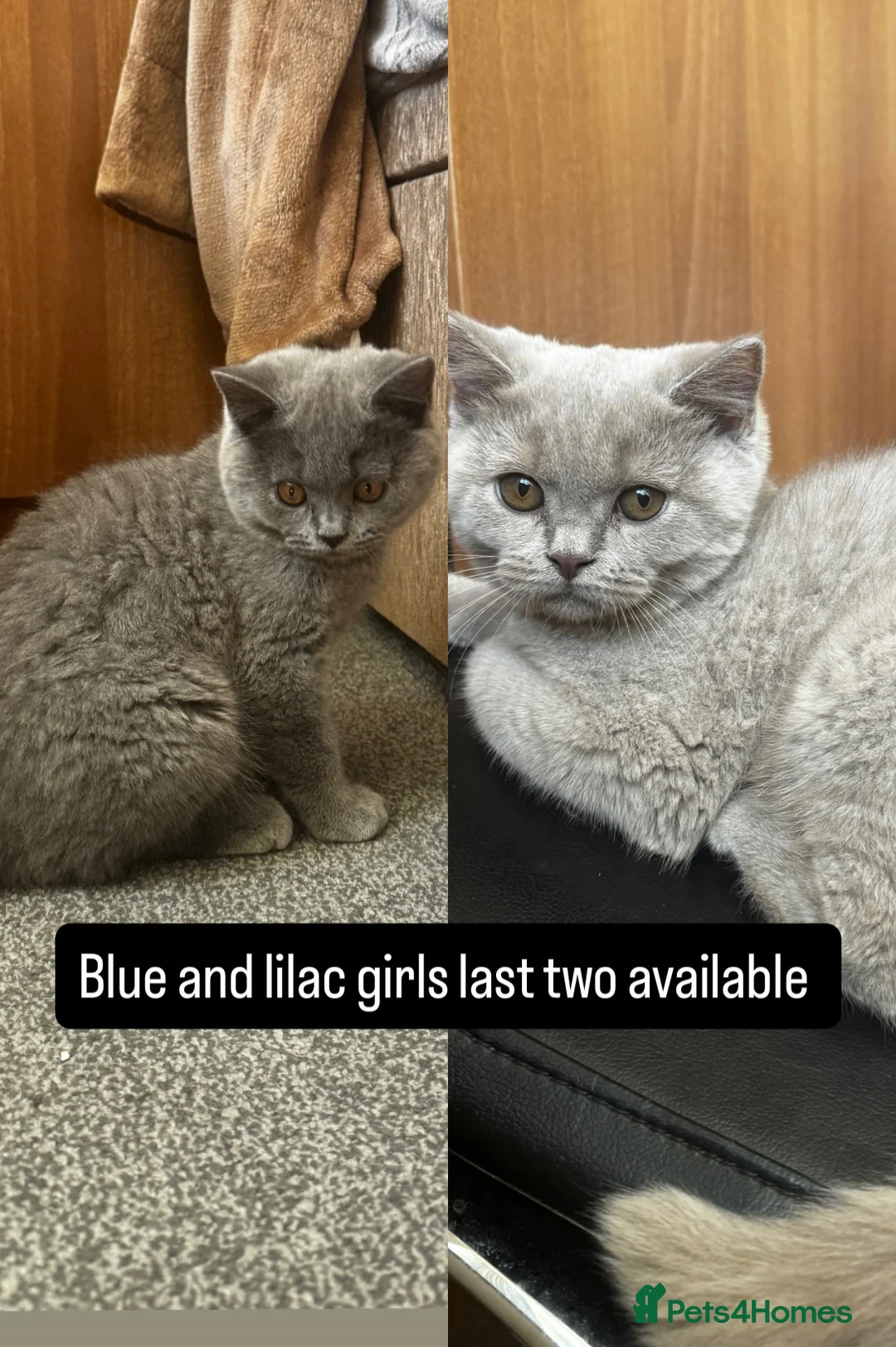 British Shorthair cats for sale: Last Two girls available lilac and blue 🥵 🔥 🔥  - Advert 1