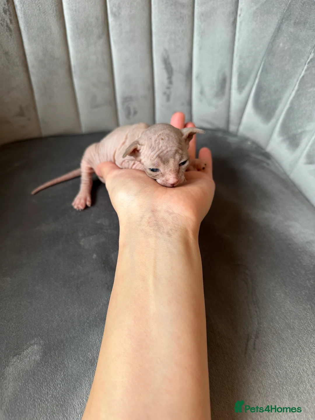Sphynx cats for sale: beautiful Sphynx babies - Advert 16