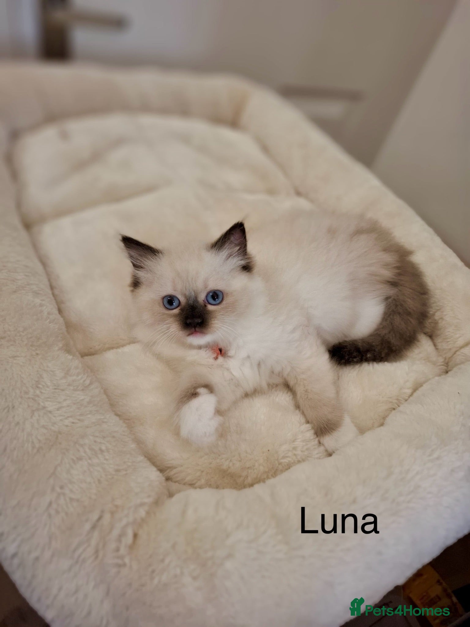 Ragdoll cats Purebread Ragdoll Kittens - TICA YORKSHIRE - Advert 1