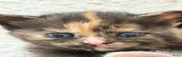 Mixed Breed cats for sale: 2 remaining kittens- £120 each or £220 for both  - Advert 13