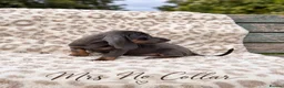 Miniature Dachshund dogs for sale: Blue and tan and Black and Tan Dachshund - Advert 6