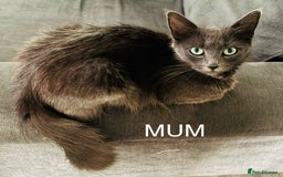Mixed Breed cats for sale: nebelung cross kittens  - Image 5