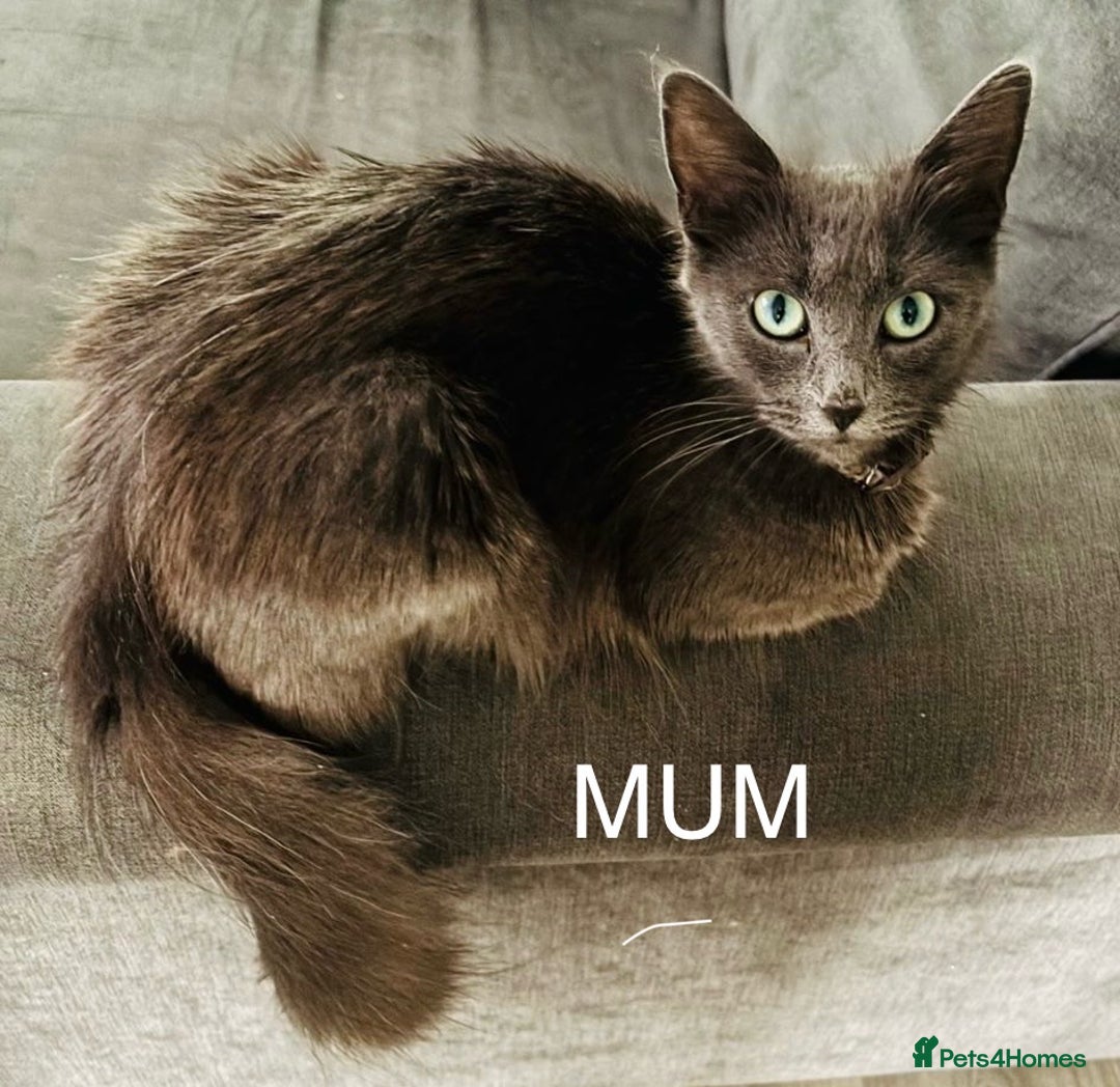 Mixed Breed cats for sale: nebelung cross kittens  - Image 5