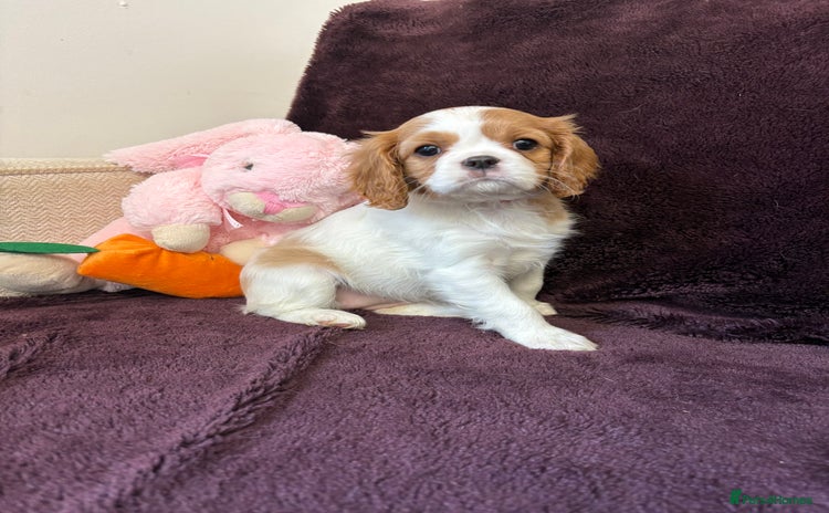 Cavalier King Charles Spaniel dogs - Advert 7