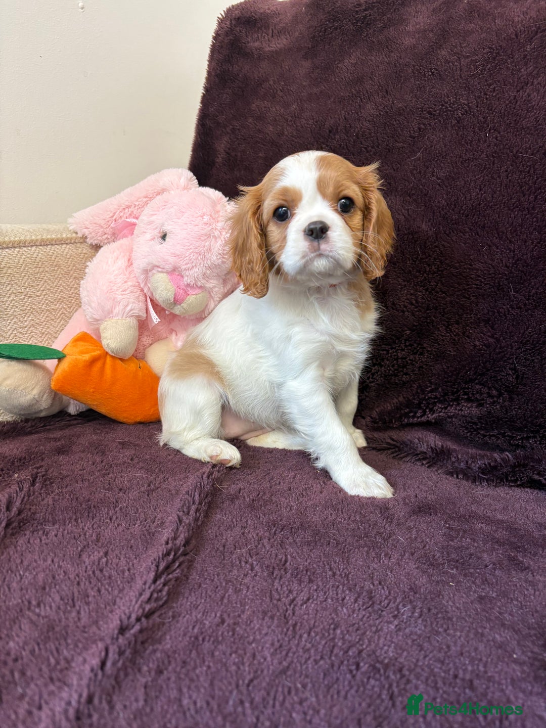 Cavalier King Charles Spaniel dogs for sale: Ready to go 🐶 Cavalier King Charles Spaniels - Image 1