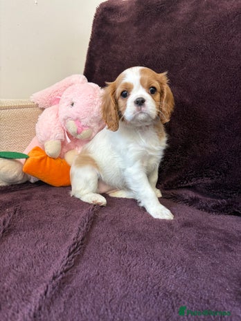 Cavalier King Charles Spaniel dogs - Advert 2