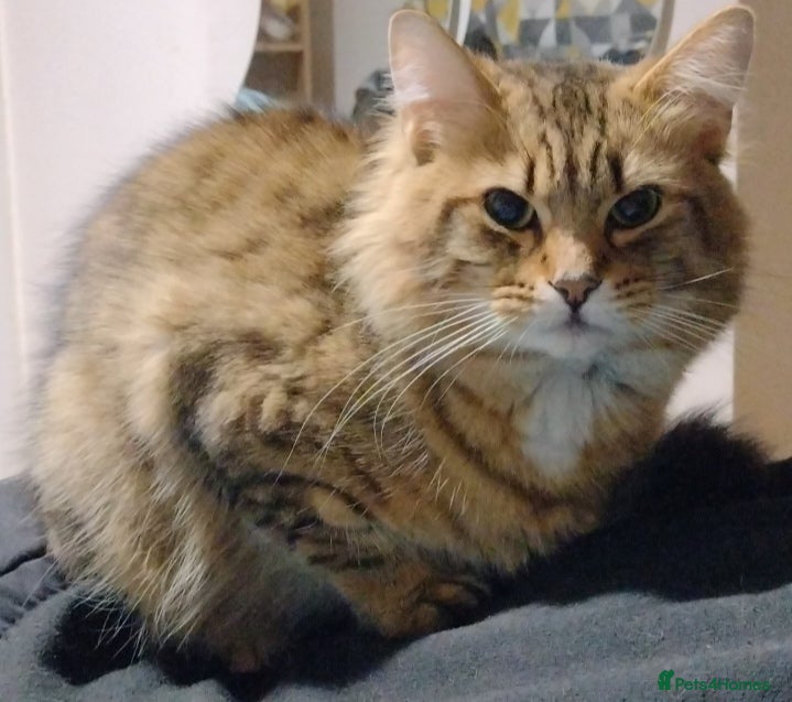 Mixed Breed cats URGENT need to rehome my 3 male cats - Advert 1