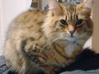 Mixed Breed cats URGENT need to rehome my 3 male cats - Advert 1