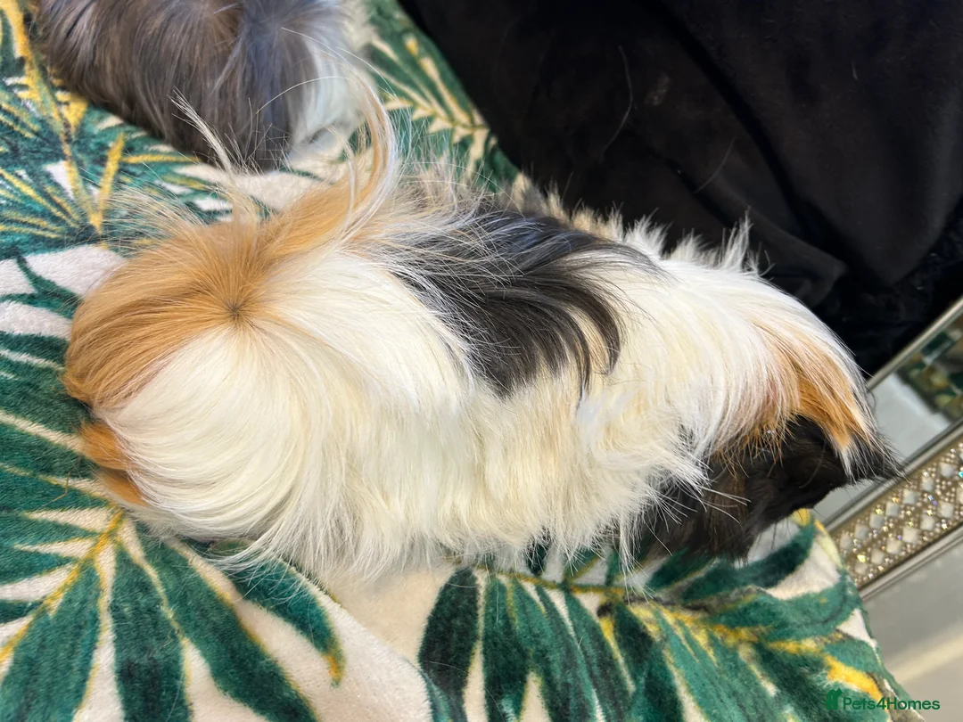 Guinea Pig rodents for sale: 3 peruvian retired sisters for loving forever home - Advert 7