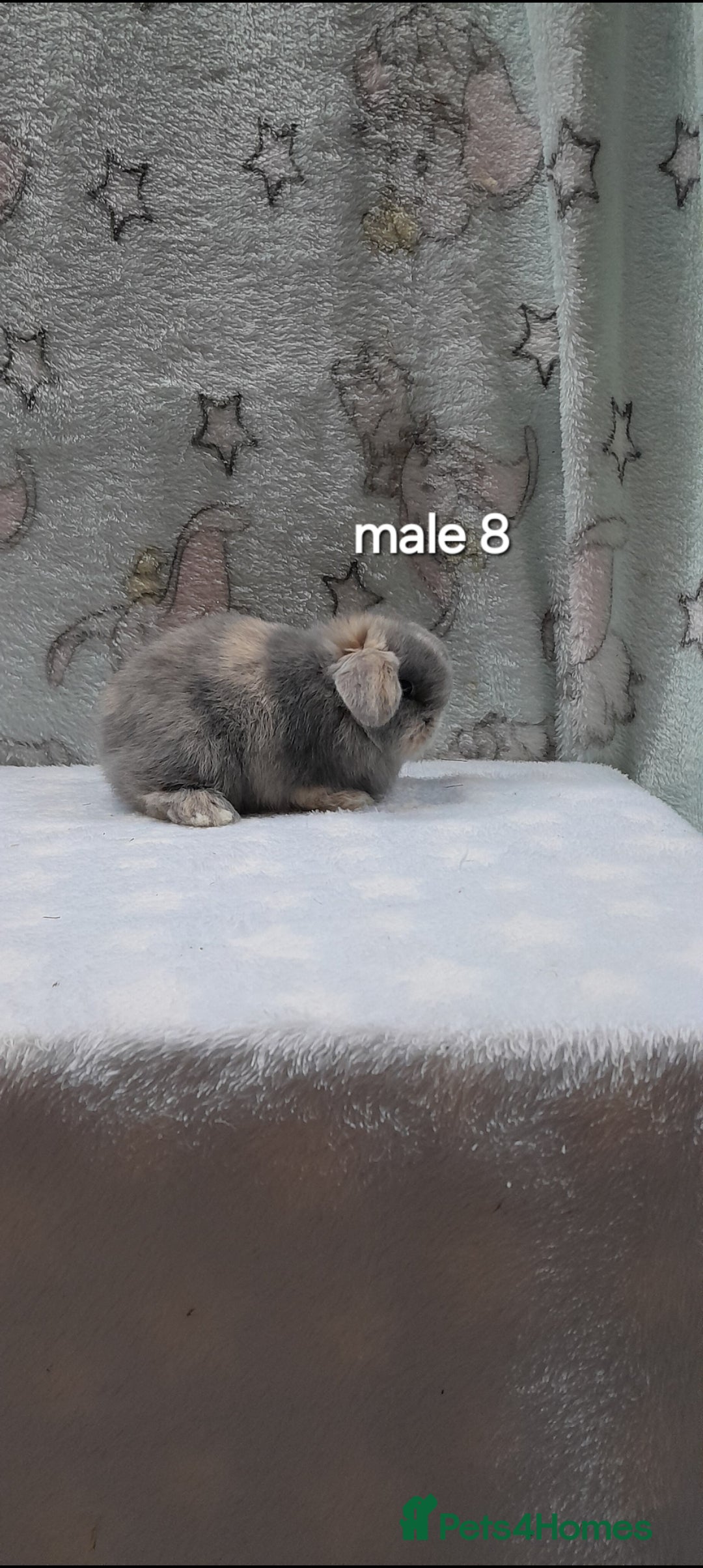 Mini Lop rabbits for sale: Purebred mini lops ready to reserve  - Advert 15