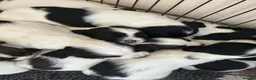 English Springer Spaniel dogs for sale: Kc springer spaniels  in Marlborough - Advert 4