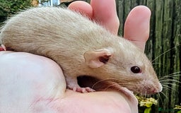 Rat rodents for sale: Fancy,Dumbo,Siamese & Rex ( NEW LITTERS AVAILABLE) - Advert 21