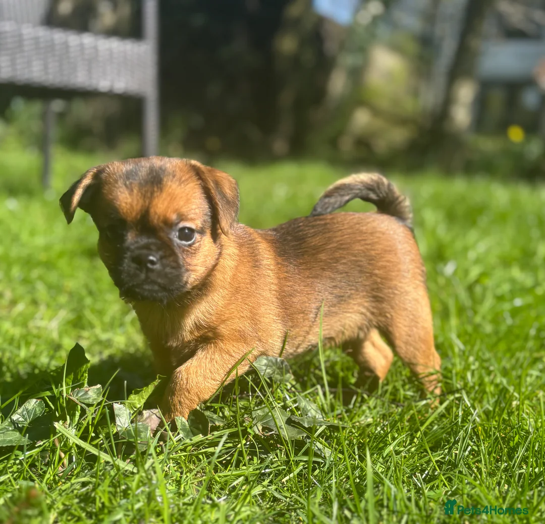 Mixed Breed dogs for sale: Beautiful bundles of fun looking for new homes - Advert 2